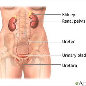 Urinary Tract Infection Uti Symptoms - Cure A Urinary Tract - An Alternative UTI Treatment