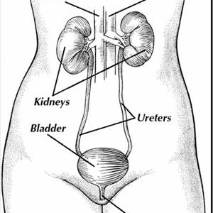 Chronic Urinary Tract Infection Blogs - How To Determine The Presence Of Kidney Infections?