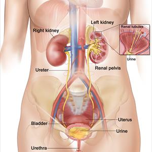 Uti Remedy Report Ebook - Urinary Tract Infection - Did You Know You Can Treat It Naturally?