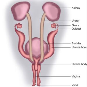 Symptoms Of A Urinary Tract Infection - Five Secrets To Begin Your Urinary Infection Cure... And Keep It From Coming Back