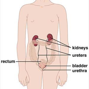 Bladder Pain Syndrome - Achieve Bladder Control Naturally