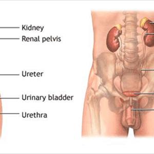 Treatment Of Uti - You Have Asked About Turmeric And Urinary Tract Infection