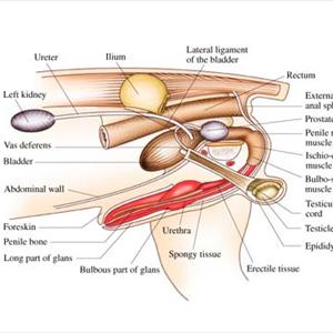 Home Remedies For Uti - Home Remedy For Curing A Urinary Tract Infection