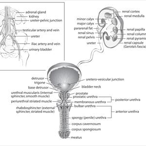 Uti After Intercourse - Bladder Stones Treatment And Drugs