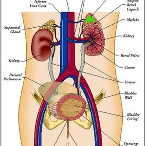 Natural Urinary Tract Infection Remedy - Do You Really Know What An Enlarged Prostate Is