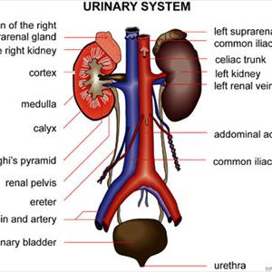 Urinary Tract Infection Drugs Group - 7 Things You Didn-T Know About Incontinence