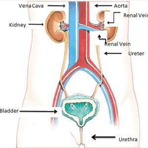 Urinary Tract Infections Remedies - Self Care Tips For Kidney Infections