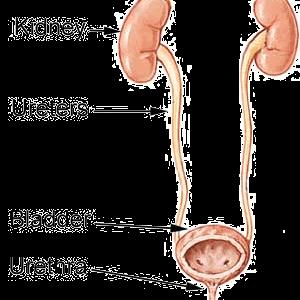 Alternative Treatments For Bladder Inflammation Vids - How To Determine The Presence Of Kidney Infections?